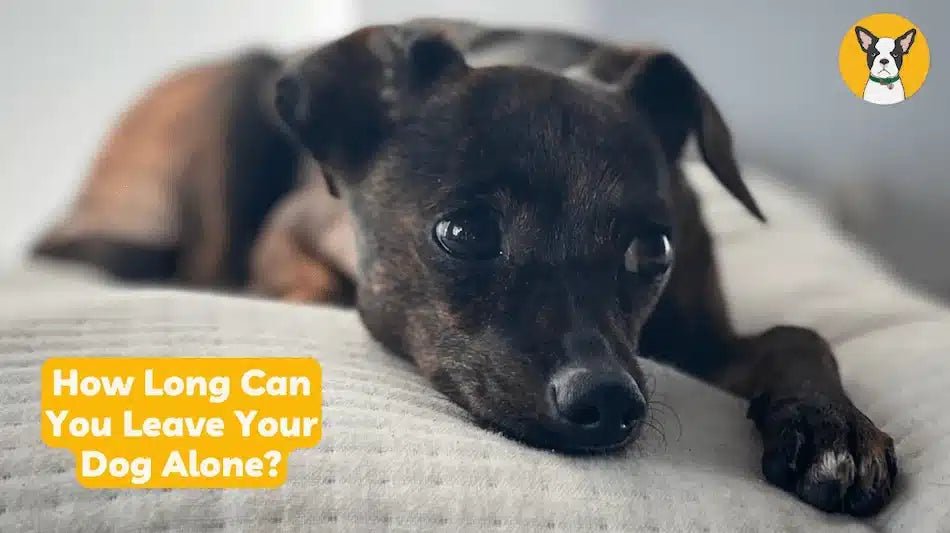 How Long Should I Leave My Dog Alone: Essential Tips for Pet Owners