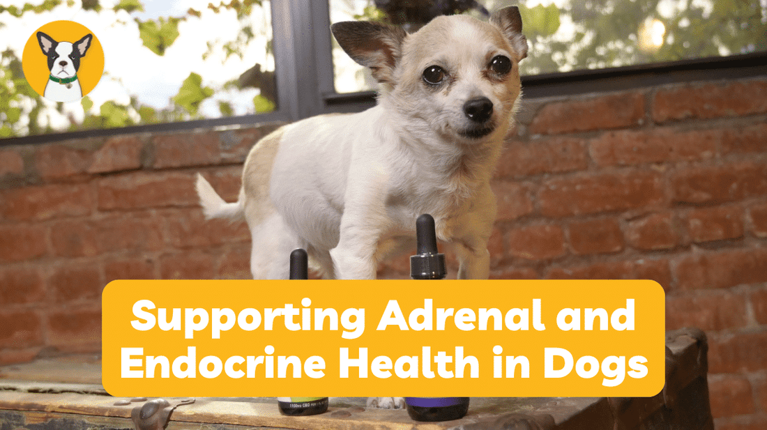 Supporting Adrenal and Endocrine Health in Dogs