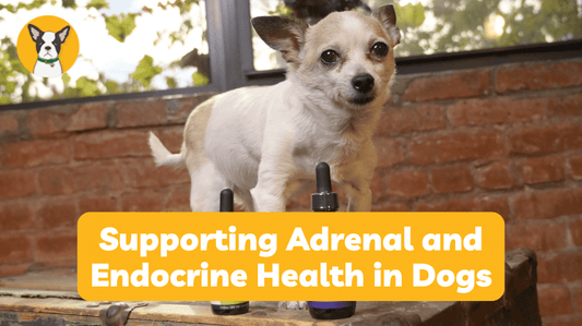 Supporting Adrenal and Endocrine Health in Dogs