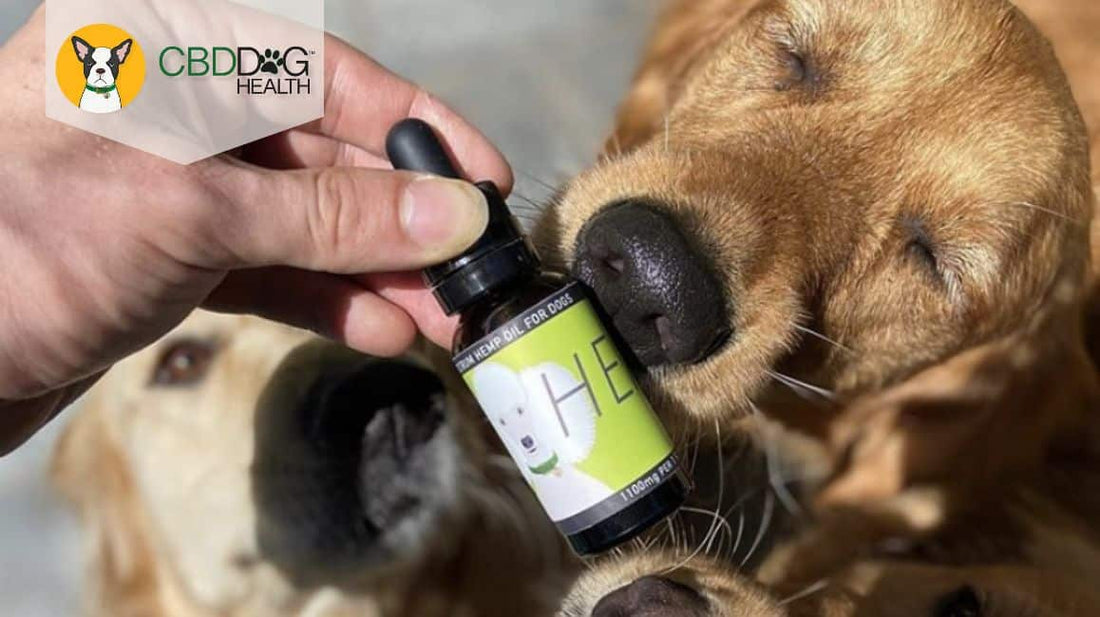 CBG for dogs Benefits of CBG for dogs CBG for pets