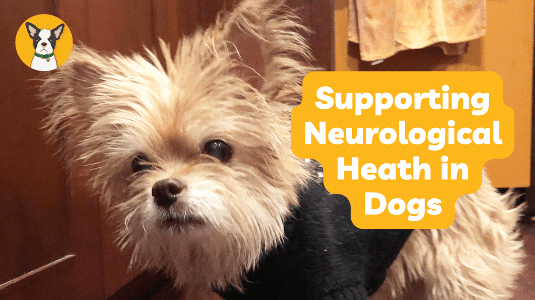 SUPPORTING NEUROLOGICAL HEALTH IN DOGS