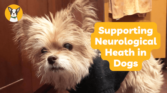 SUPPORTING NEUROLOGICAL HEALTH IN DOGS