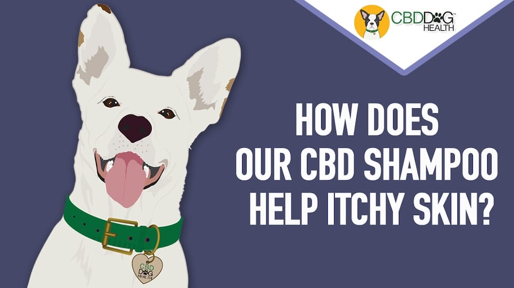 CBD Shampoo for Dogs with Itchy Skin