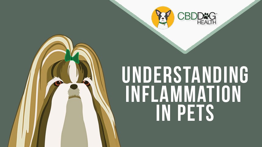 Understanding Inflammation in Pets: Natural Support Through Hemp