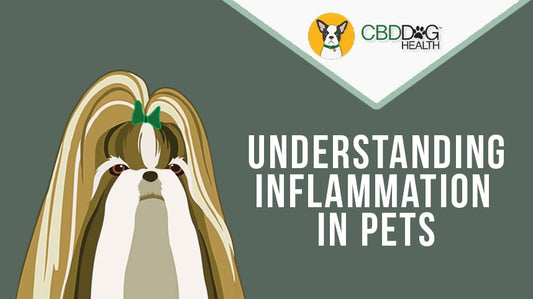 Understanding Inflammation in Pets: Natural Support Through Hemp