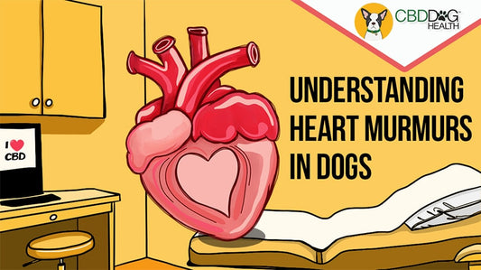 Understanding Heart Murmurs in Dogs: A Holistic Wellness Perspective