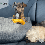 Traveling With Pets - Featured Image with Linda, Blanche and River