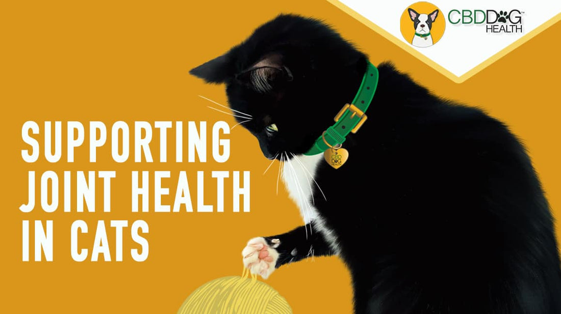 Supporting Joint Health in Cats: Natural Approaches for Comfort and Mobility