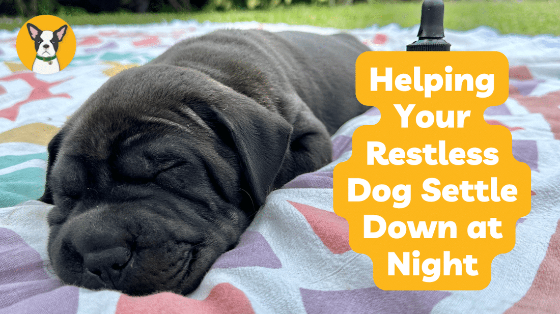 Helping Your Restless Dog Settle Down at Night