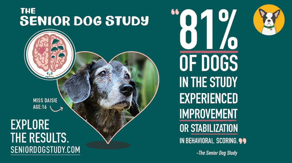 MycoDog Senior Dog Study results findings highlights