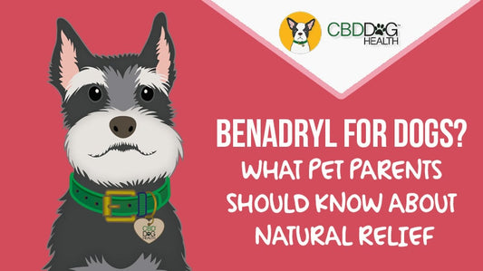 Benadryl for Dogs? Here’s What Pet Parents Should Know About Natural Relief