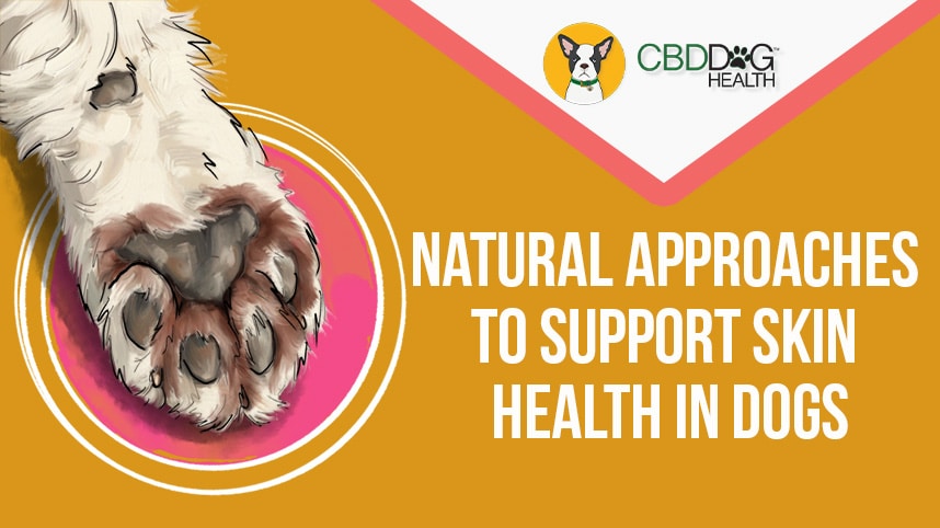 Natural Ways to Support Dogs with Yeast Imbalances