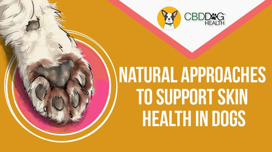 Natural Ways to Support Dogs with Yeast Imbalances