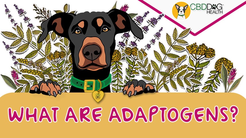 Understanding Adaptogens