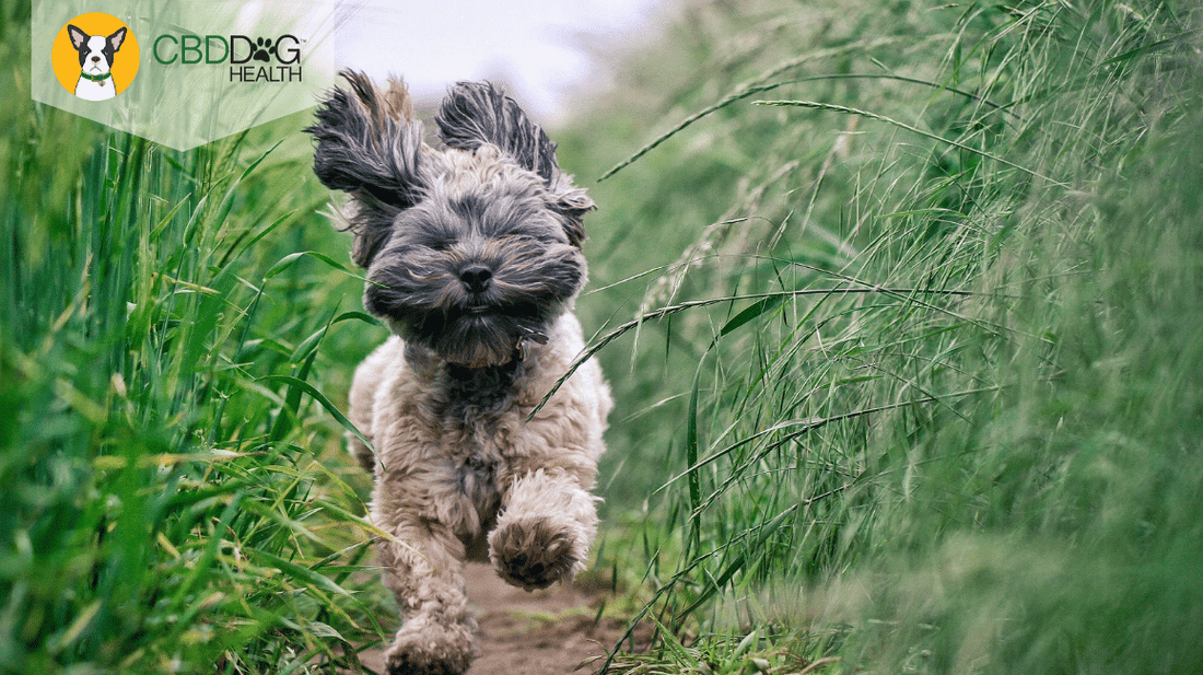 Natural Pain Relief For Dogs and Cats - CBD for pain
