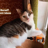 cat enrichment ideas bored indoor cat restless cat cbd calming
