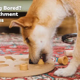 dog enrichment ideas for bored restless dogs high energy calm cbd