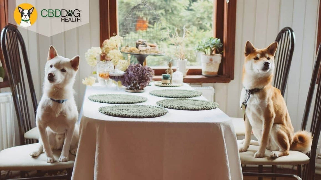 can dogs eat turkey can dogs eat corn sweet potatoes mashed potatoes pie Building your pups thanksgiving feast blog featured image with two dogs waiting at the dinner table
