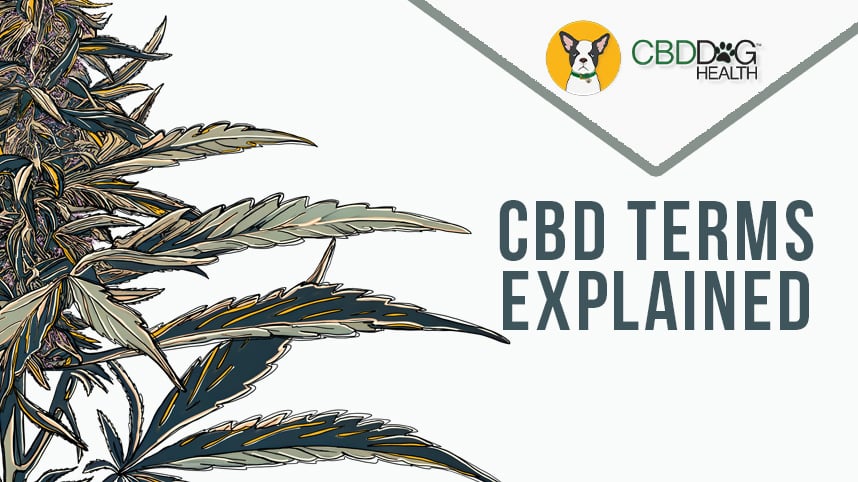 Cannabis & CBD Terms, Simplified