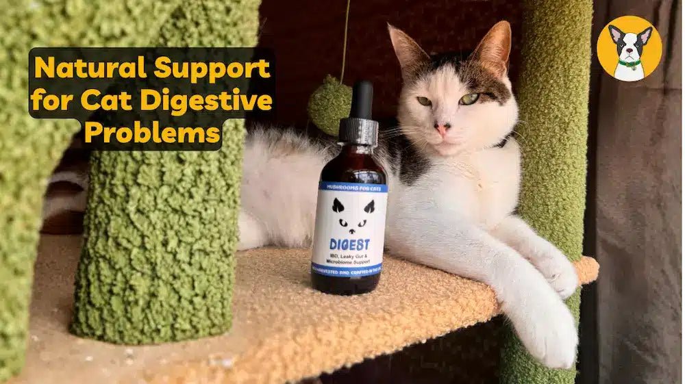 Cat Digestive Problems: Natural Gut Support with Mushrooms & CBD