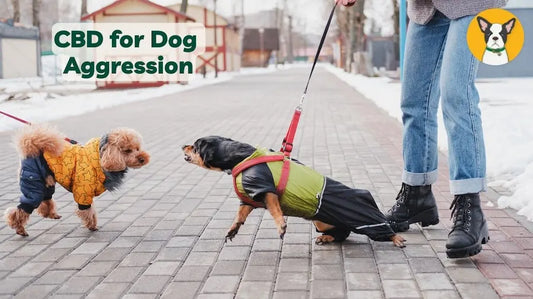 CBD for Dog Aggression: Supporting Calm Behavior in Dogs