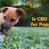 is CBD safe for puppies puppy cbd oil safe tips