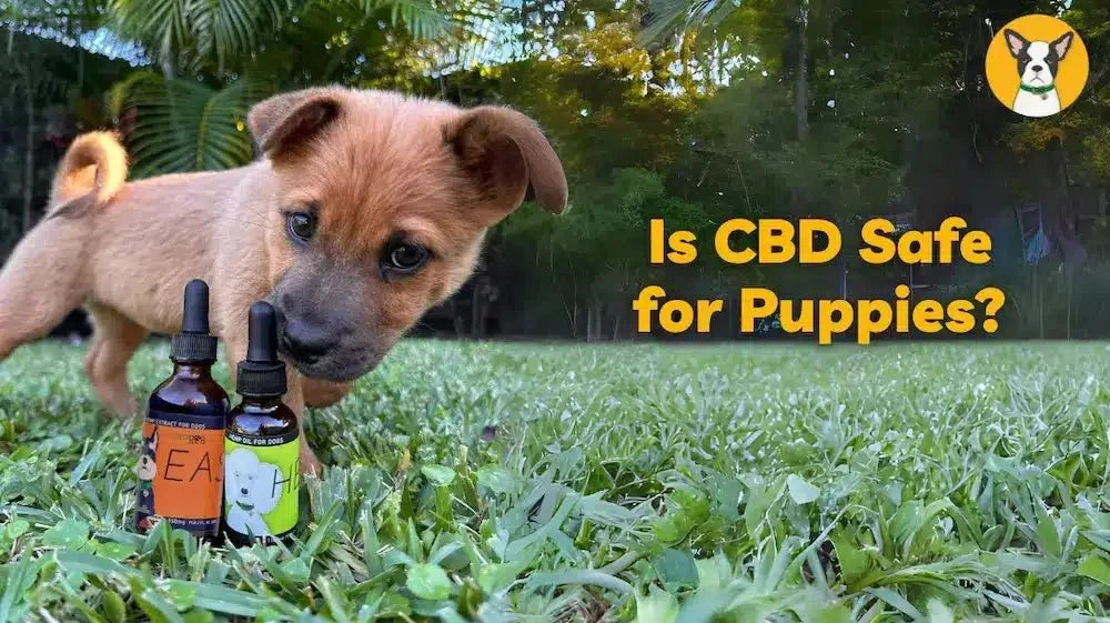 is CBD safe for puppies puppy cbd oil safe tips