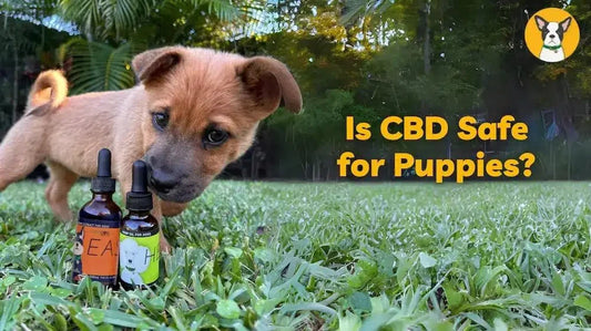 is CBD safe for puppies puppy cbd oil safe tips
