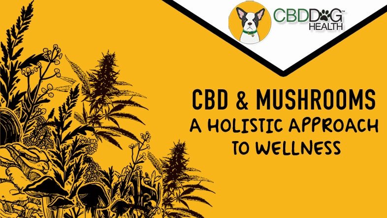 CBD & Mushrooms for the Immune System: A Holistic Approach to Wellness