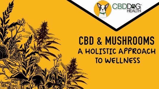 CBD & Mushrooms for the Immune System: A Holistic Approach to Wellness