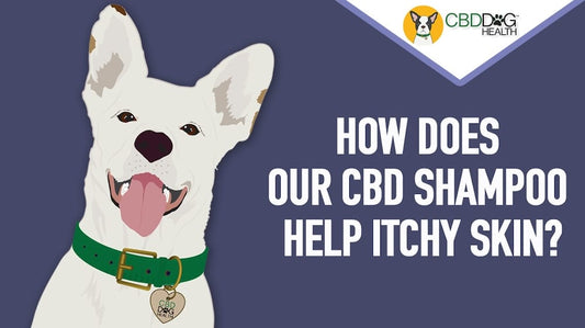 CBD Shampoo for Dogs with Itchy Skin
