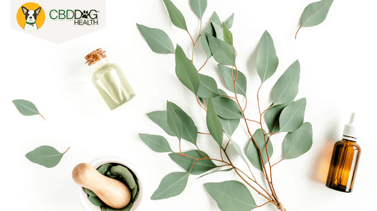 Eucalyptus oil for dogs Blog Featured Image with eucalyptus leaves, eucalyptus oil and mortar and pestle