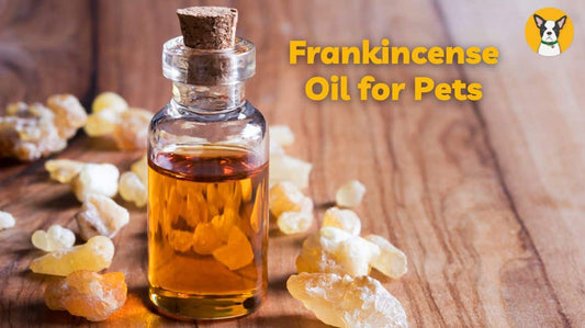 Frankincense for Dogs and Cats: Benefits & Safety of Boswellia
