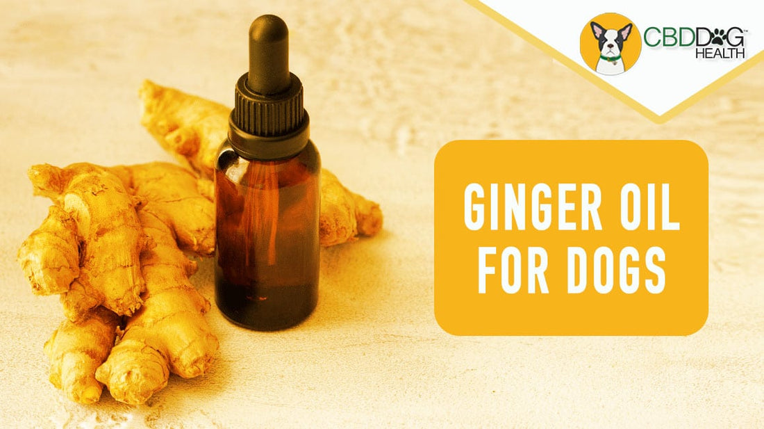 Ginger Oil for Dogs: A Natural Plant-Based Support for Skin and Digestive Wellness