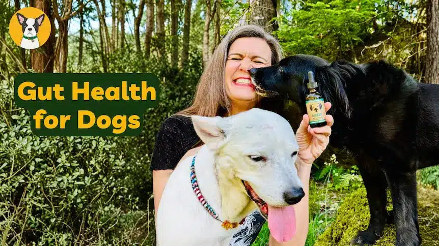 gut health for dogs natural support with mushrooms cbd bone broth dog digestive issues