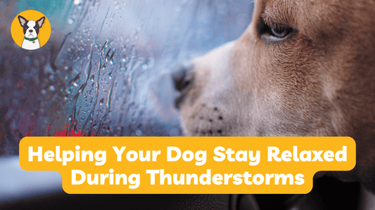 Helping Your Dog Stay Relaxed During Thunderstorms