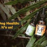 hemp dog health