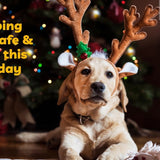 keeping pets safe and calm this holiday protect pets from holiday decor tinsel holly mistletoe sap calm holiday cbd