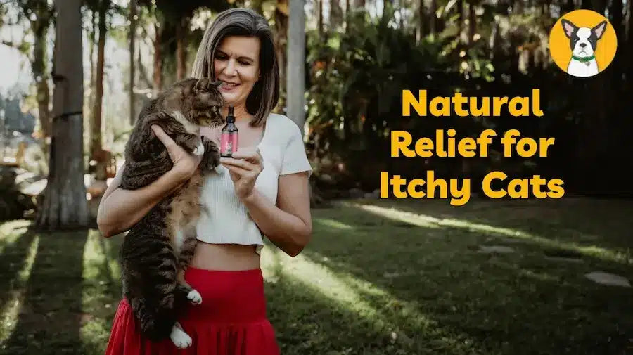 how can I soothe my cats itchy skin natural remedies for itchy cats cbd for cats