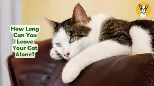 how long can you leave your cat alone at home how long can my cat be home alone