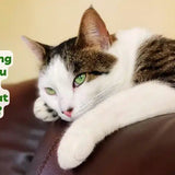 how long can you leave your cat alone at home how long can my cat be home alone