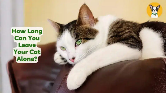 how long can you leave your cat alone at home how long can my cat be home alone