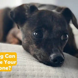 how long can you leave your dog alone at home how long can my dog be home alone