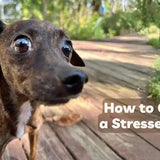 how to calm a stressed dog how to calm my dog natural stress remedies for dogs