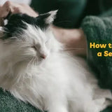 how to care for a senior cat how to support senior cats aging cat old cat supplements