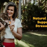 how to help a stressed cat cbd calm cbd oil for cats