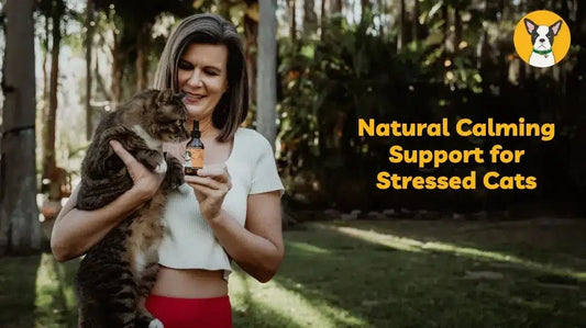 how to help a stressed cat cbd calm cbd oil for cats