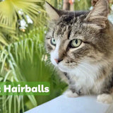 how to help cat with hairballs cat hairball remedy natural cbd for cats
