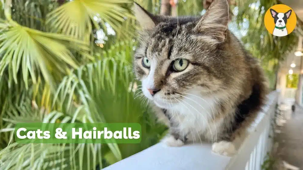 how to help cat with hairballs cat hairball remedy natural cbd for cats