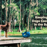 How to Keep Your Dog Cool and Safe in the Summer Heat